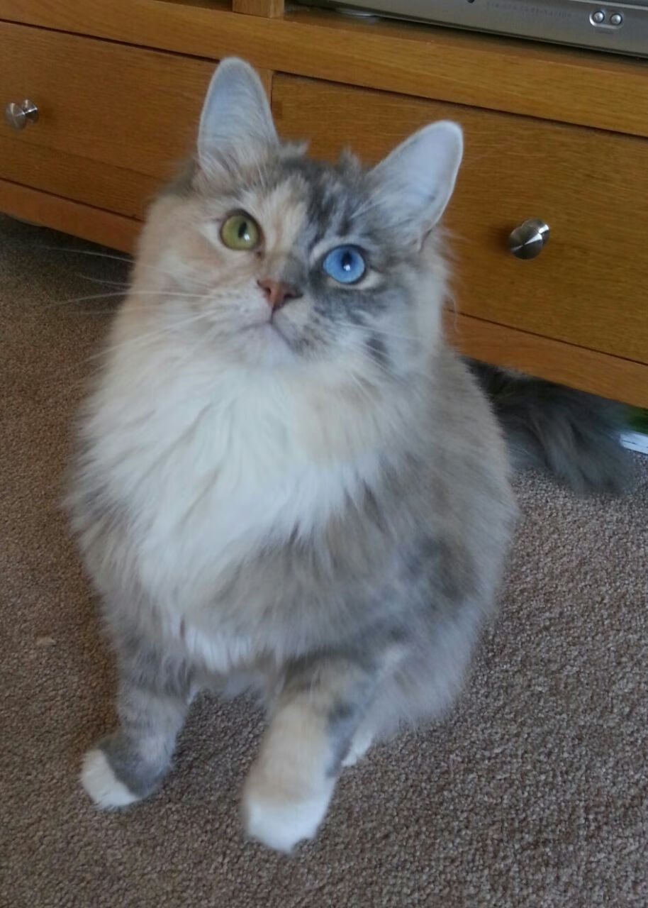 《《使命召唤》系列新作“暗影突击”火爆上线》，使命召唤暗影部队